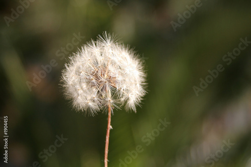 Fototapeta Naklejka Na Ścianę i Meble -  dandelion 3