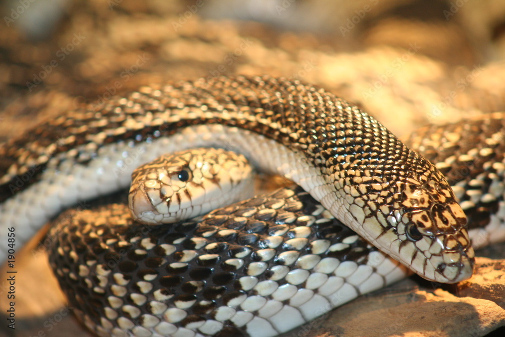 Obraz premium serpents
