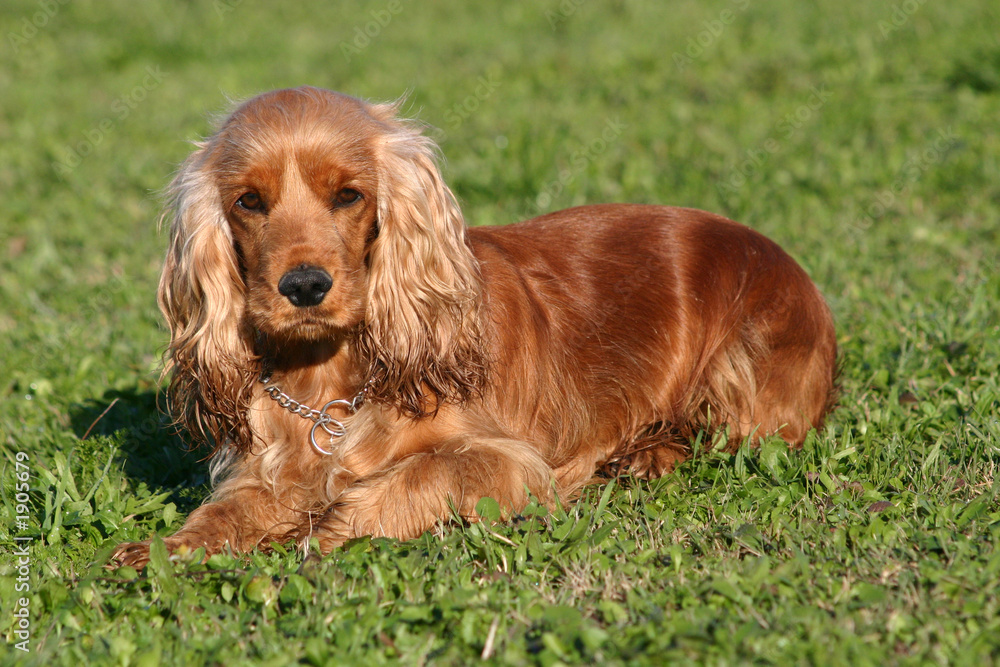 cocker dans l'herbe