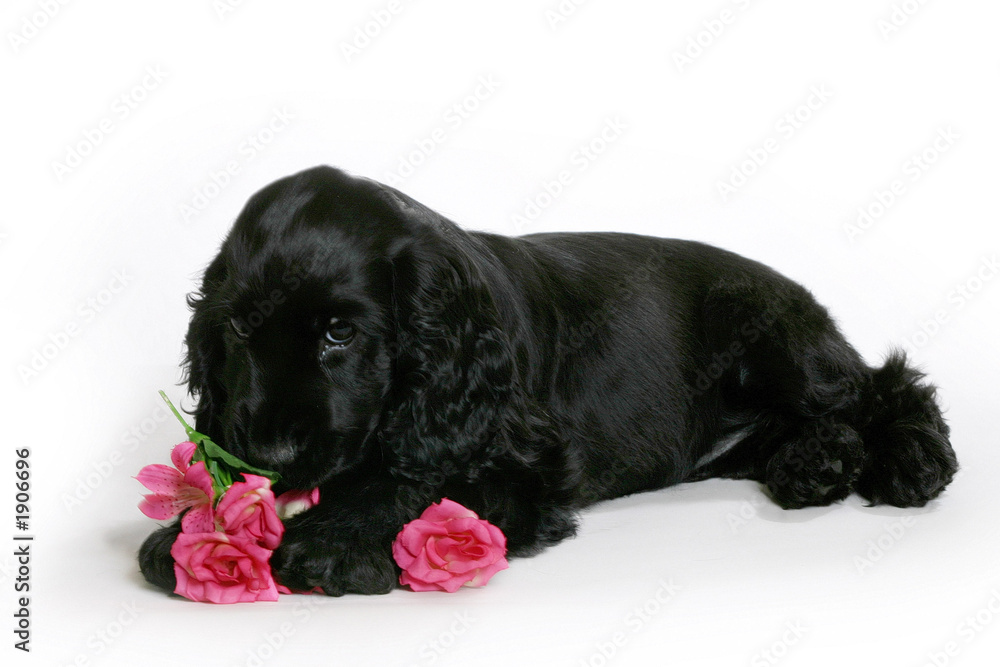 chien cocker chien cocker