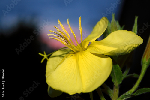 oenothera biennis