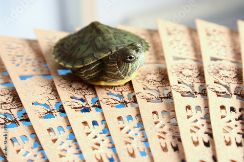 pseudemys scripta,turtle. photo