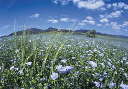 meadow