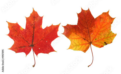two vivid maple leaves