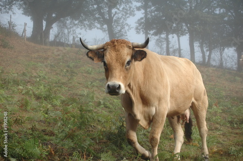 vache aubrac