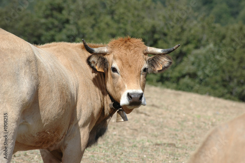 vache aubrac © Lionel Conflant