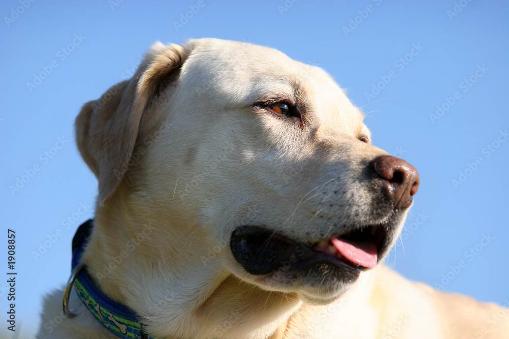 yellow labrador portait yellow labrador portait