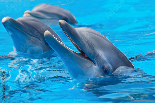 szczęśliwe delfiny