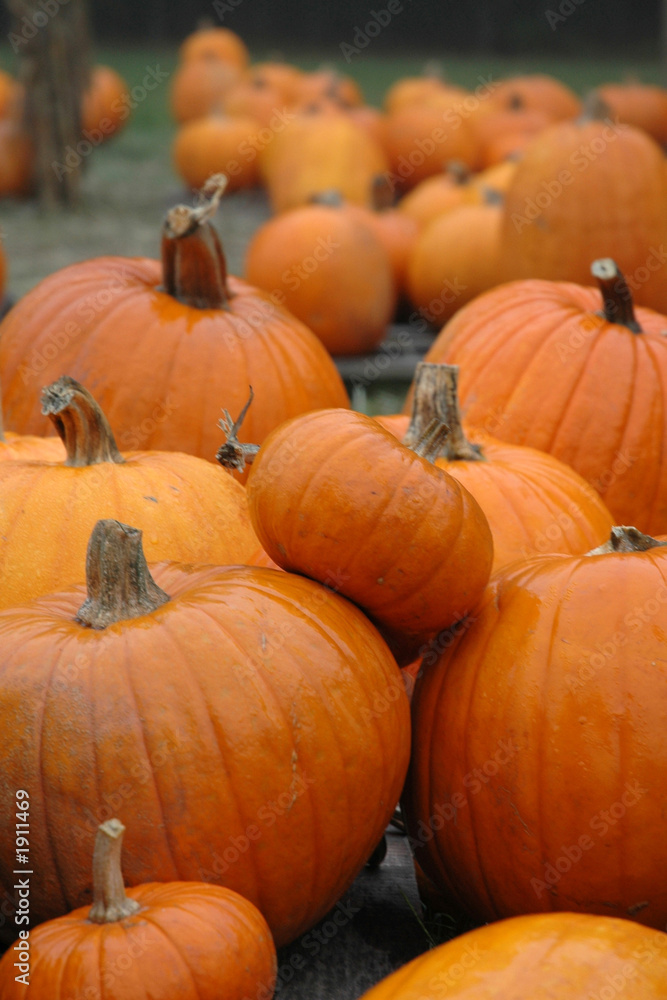 pumpkin patch 2 pumpkin patch 2