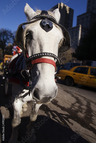 horse and carriage in central park, nyc
