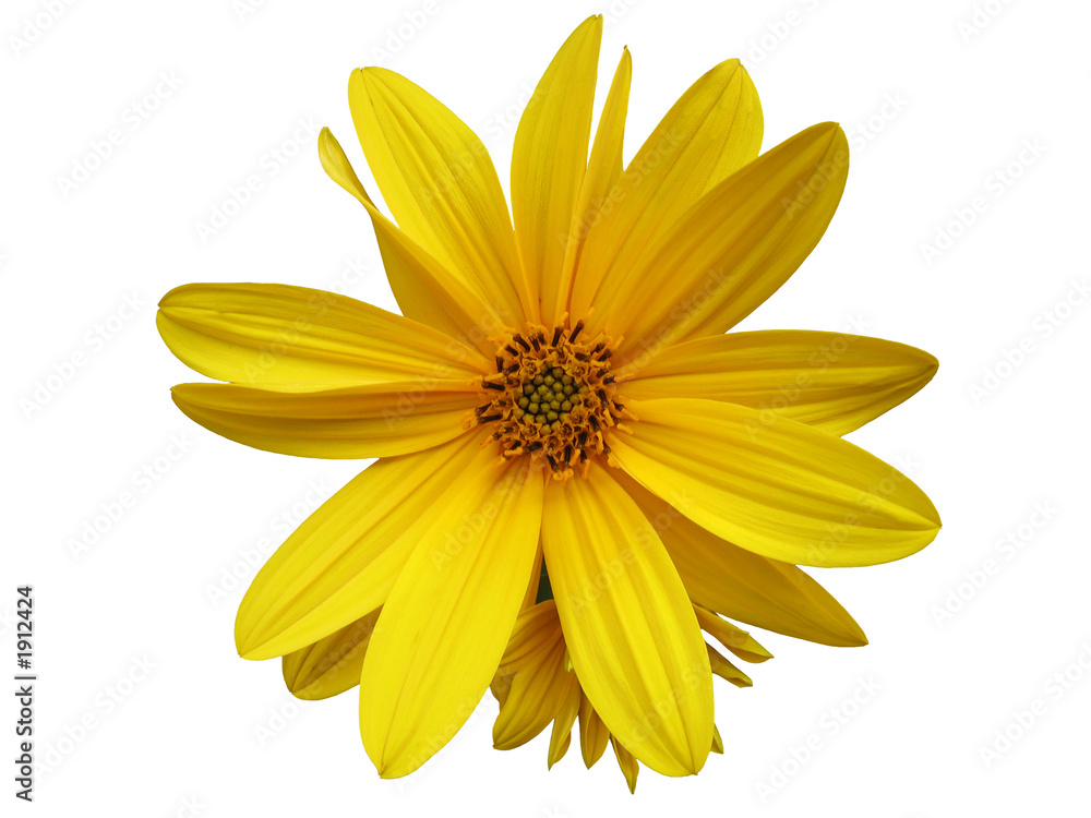 Obraz premium yellow flower