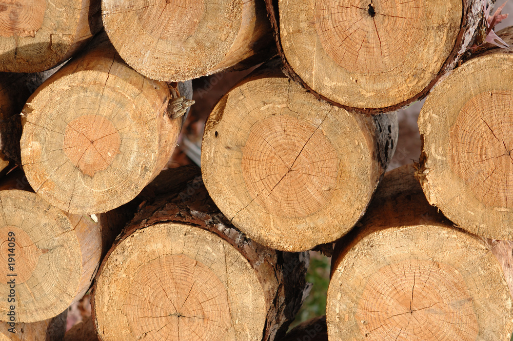 Fototapeta premium wood pile