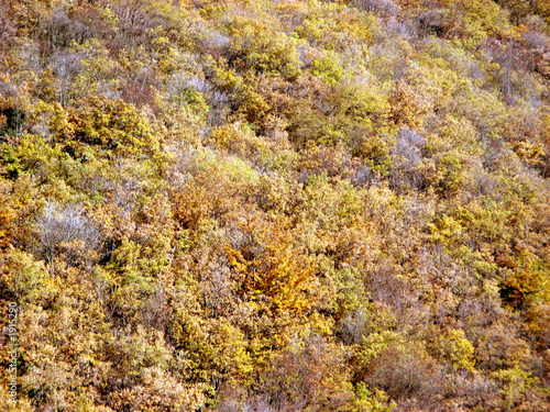 autumn trees yellow tonality