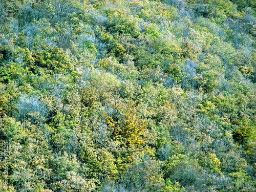 autumn trees green tonality