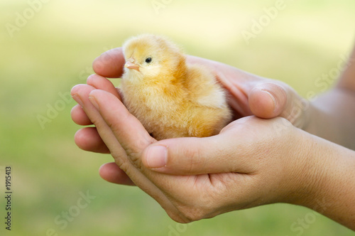Stampa su tela adorable chick protected by hands