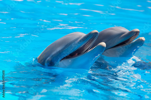 szczęśliwe delfiny