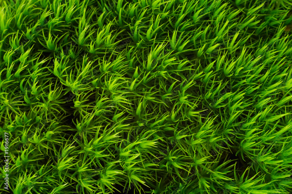 moss pattern moss pattern