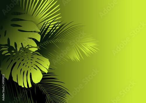 Fototapeta Naklejka Na Ścianę i Meble -  jungle