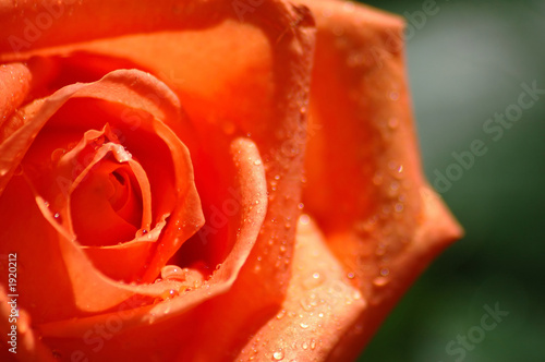 Tableau sur toile apricot rose