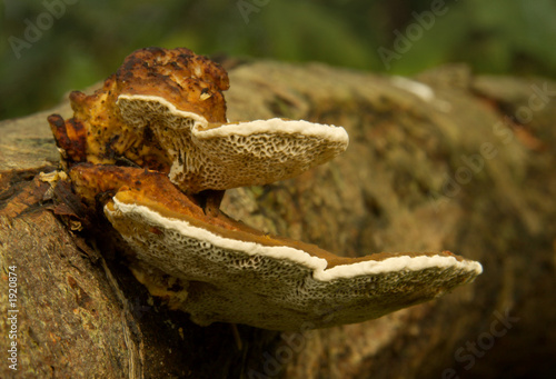 fungi on a log