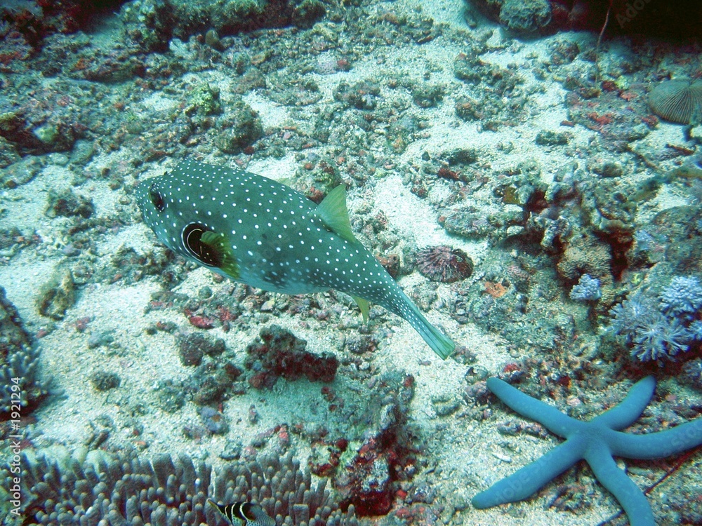 starfishy starfishy