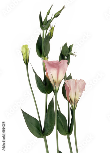 flowers, refined concinnity photo