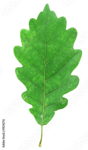green oak leaf on white