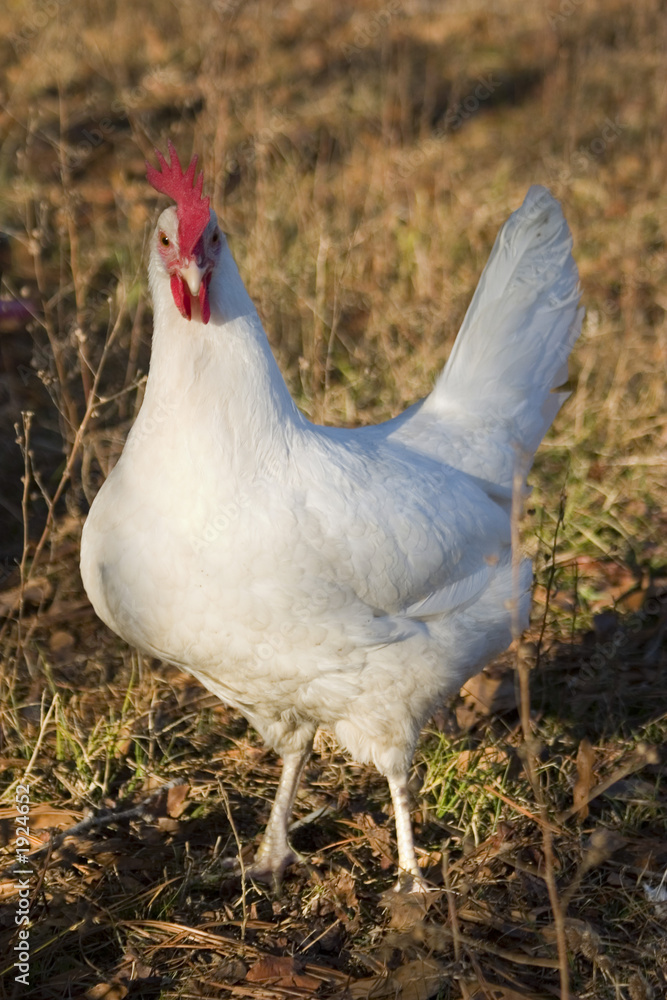 Fototapeta premium white hen