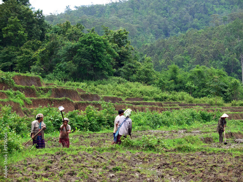 rice workers