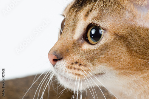 the kitten on a white background photo