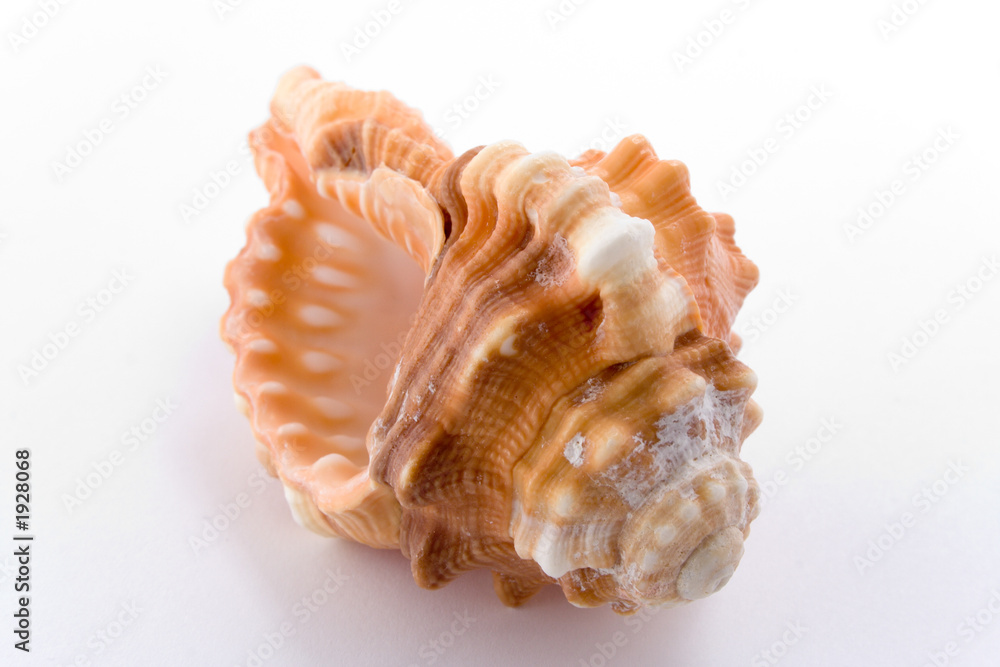 spiral cockle-shell isolated on white