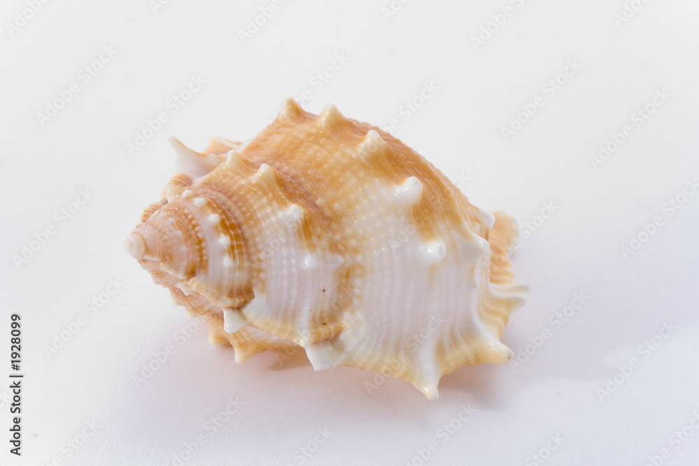 spiral cockle-shell isolated on white