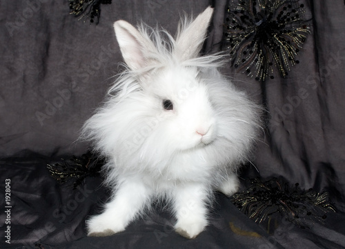 the royal lion's rabbit on black material