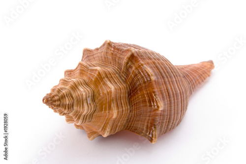 spiral cockle-shell isolated on white