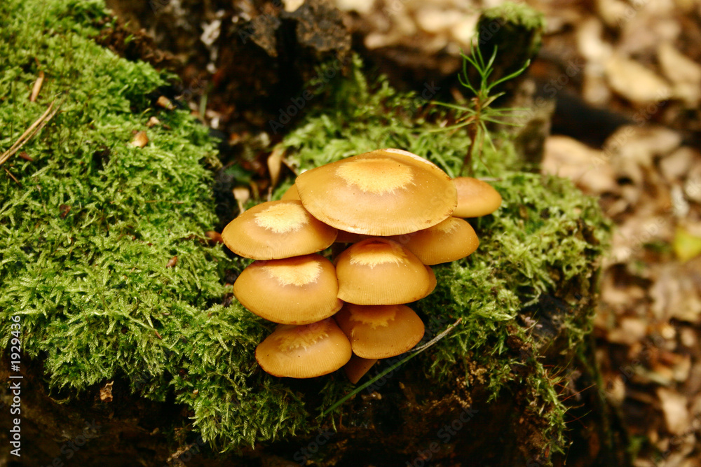 fungus