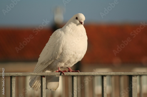 perched dove