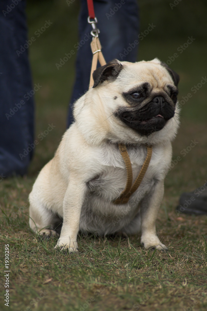 Obraz premium pug on a leash