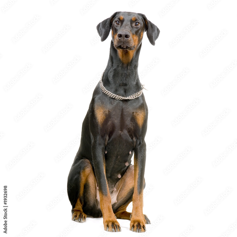 doberman doberman