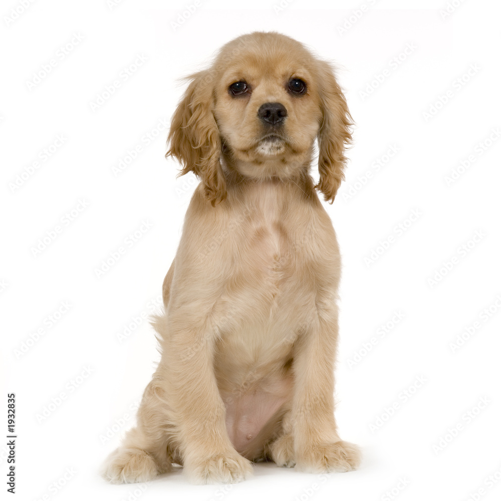 chiot cocker américain Stock Photo | Adobe Stock