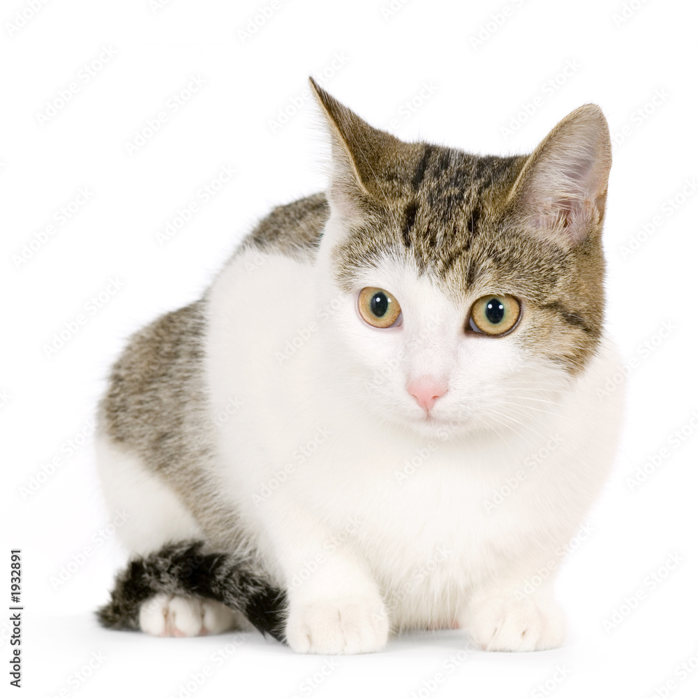 Obraz premium chat européen