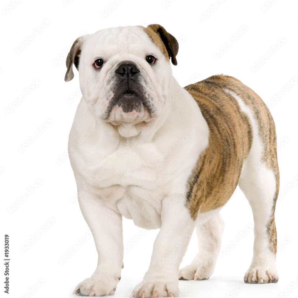 jeune bulldog anglais