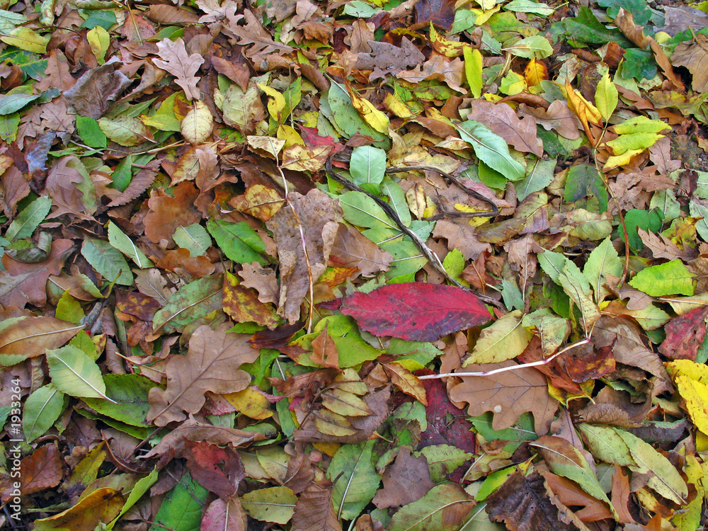 autumn colour