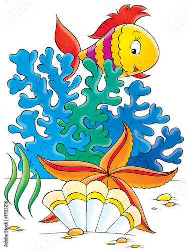 sea star, shell and coral fish