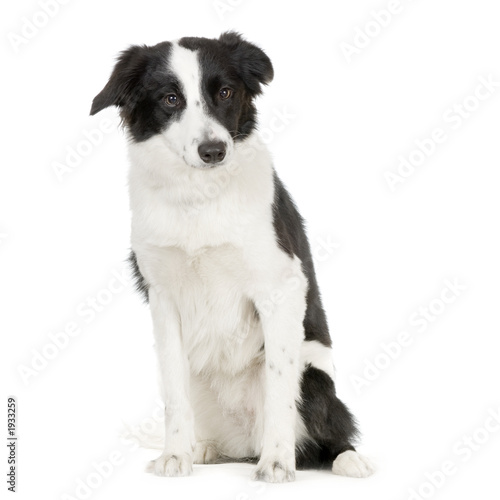 border collie