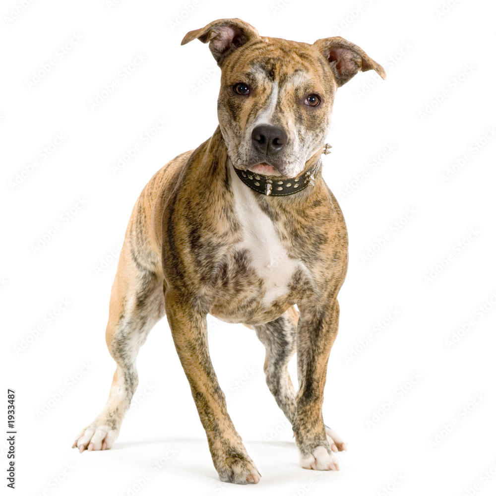 american staffordshire terrier croisé pitt bull american staffordshire terrier croisé pitt bull