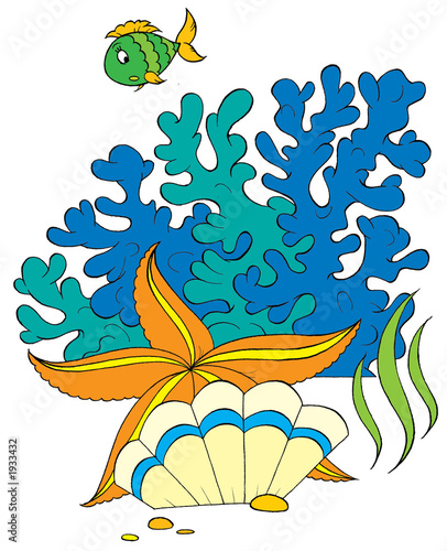 sea star, shell and coral fish
