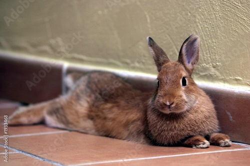lapin