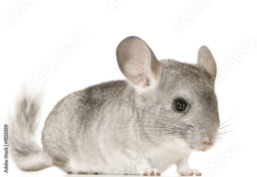Vászonkép jeune chinchilla