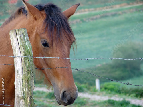 horse