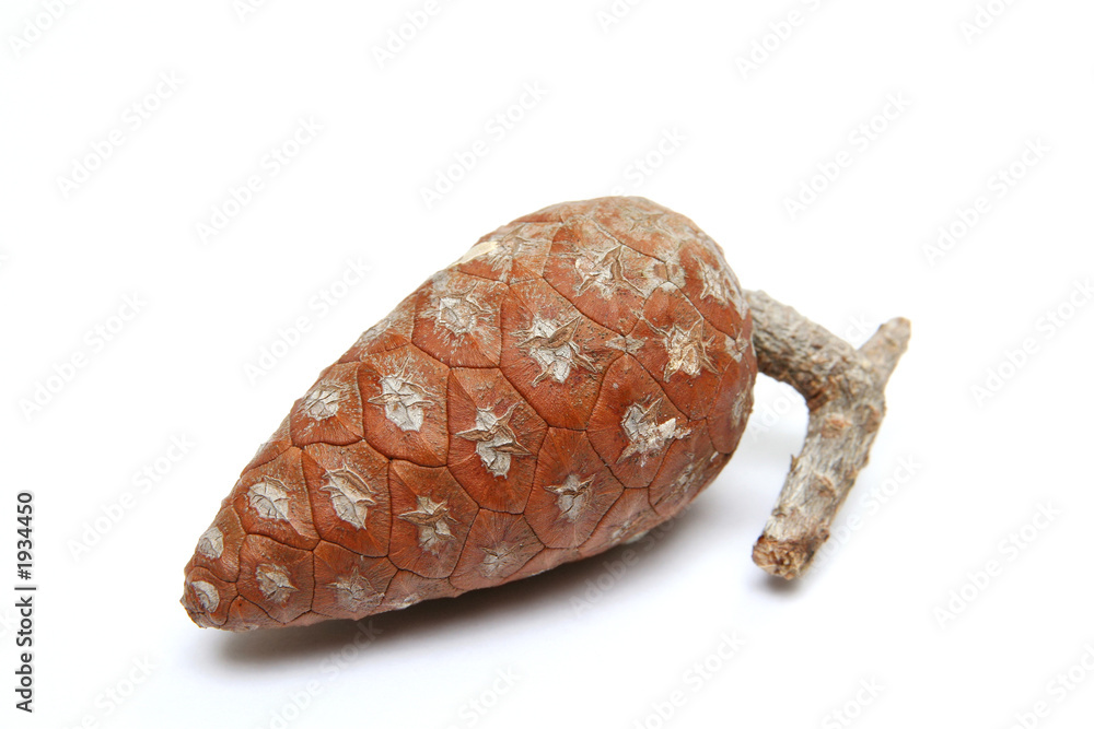 young pine cone young pine cone